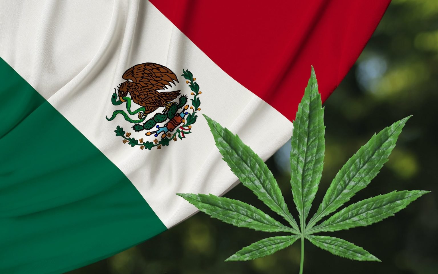 México regula el cannabis medicinal y va por más