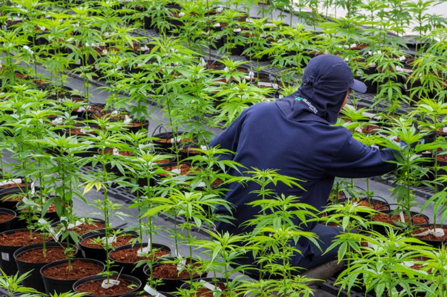 La UNER invertirá 1,7 millones de pesos para investigación de cannabis