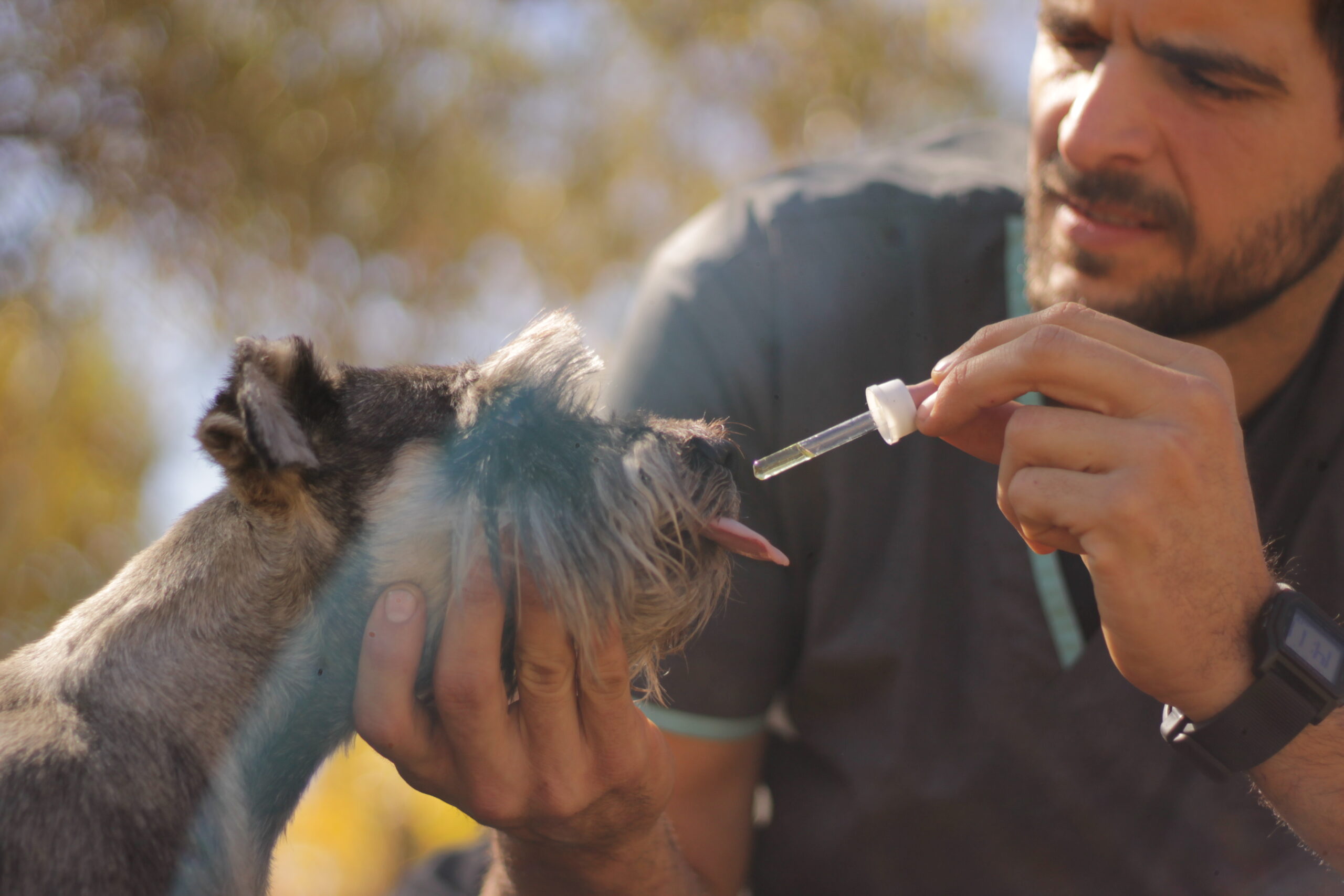 Cómo funciona el cannabis en los animales? - Cannábica Argentina