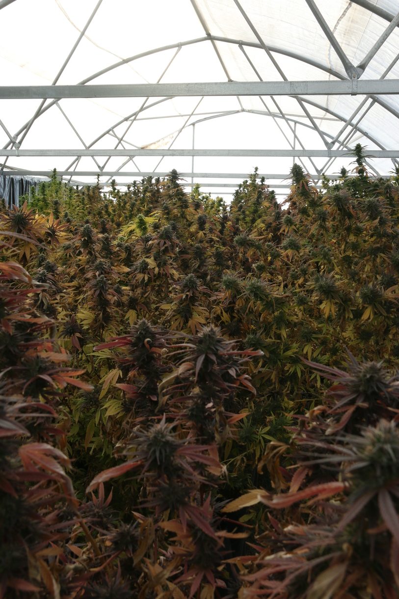 MediPlant procesÃ³ 500 plantas de cannabis en San Juan