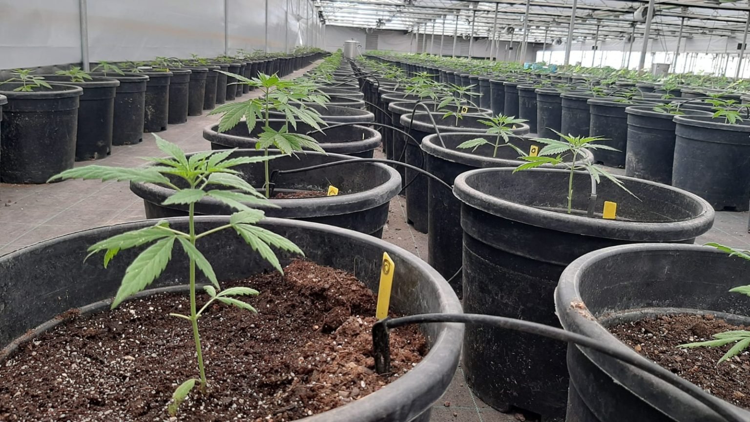Río Negro avanza con la producción de cannabis medicinal