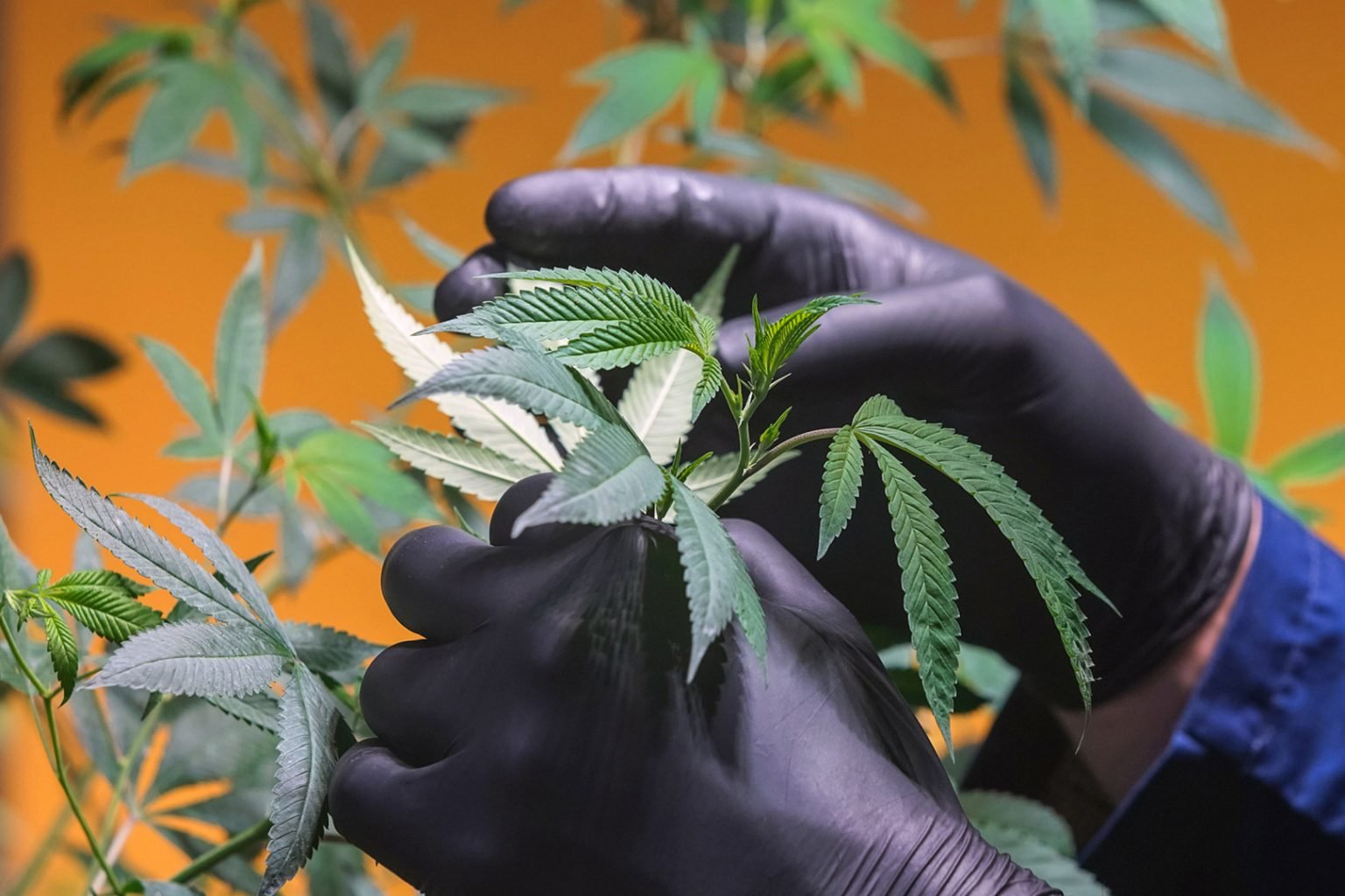 Santa Fe: El Ministerio de Salud capacitará a profesionales del área en cannabis medicinal