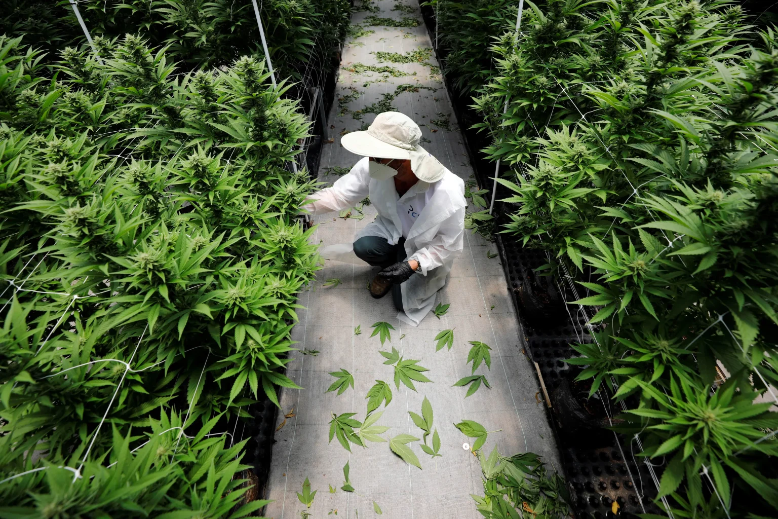 España aumentará la producción legal de cannabis medicinal en 2023