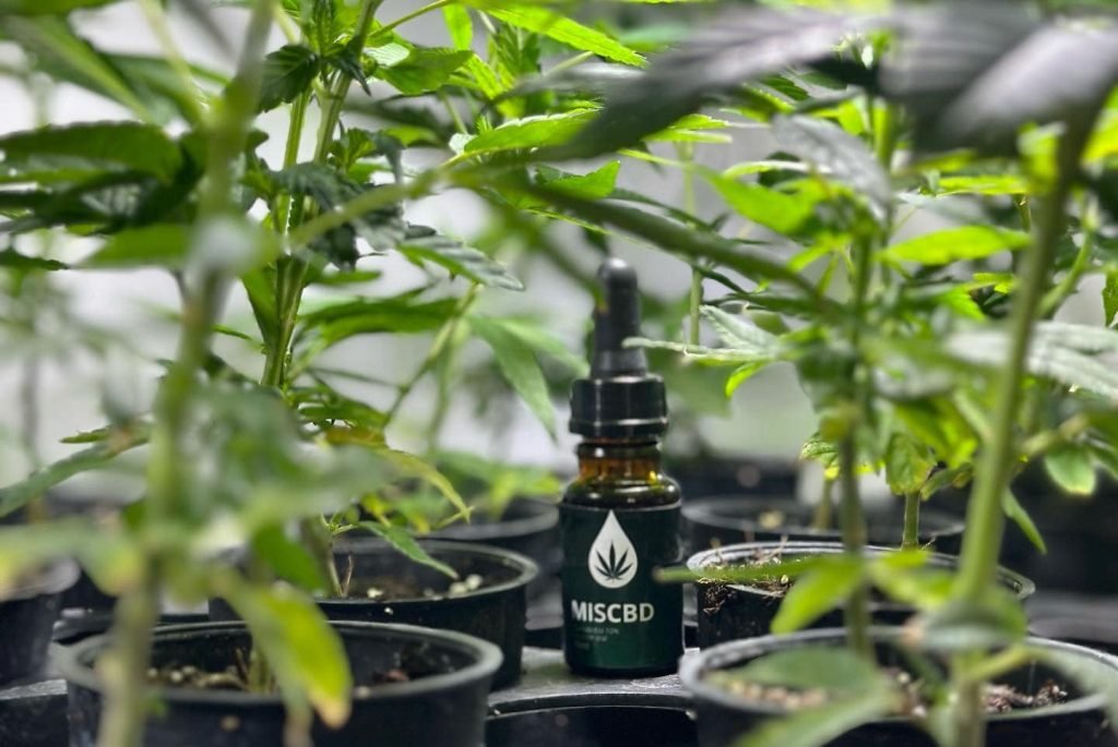 MisioPharma: Entregarán aceite de cannabis medicinal a 300 pacientes