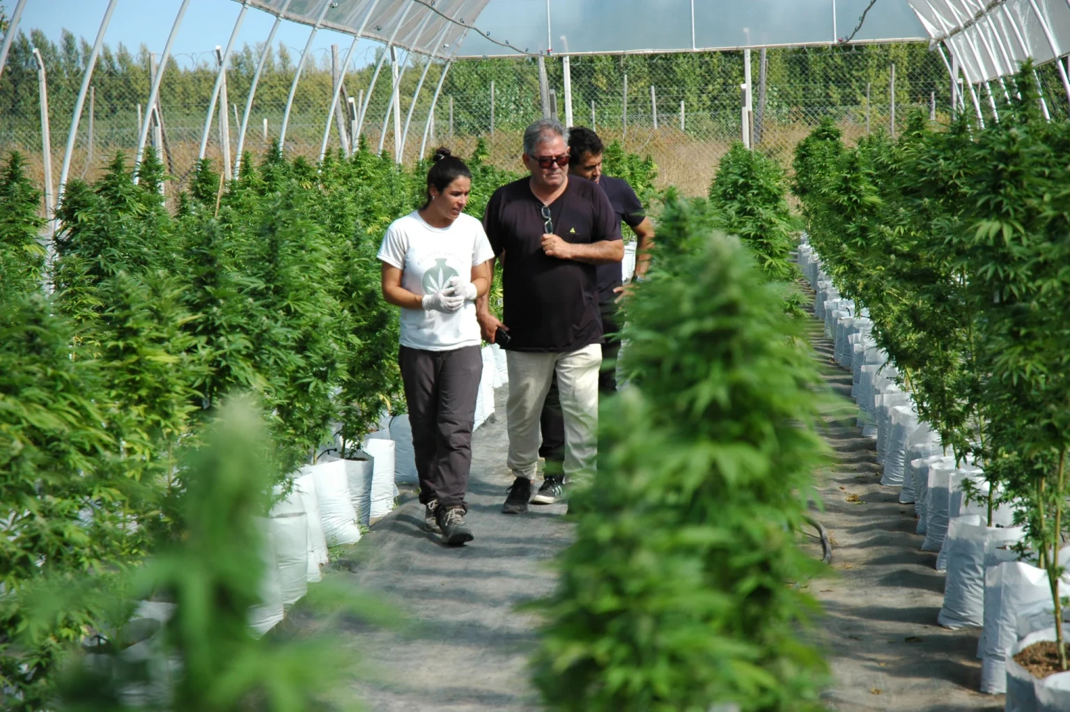 Inició el cultivo de cannabis en el INTA Alto Valle