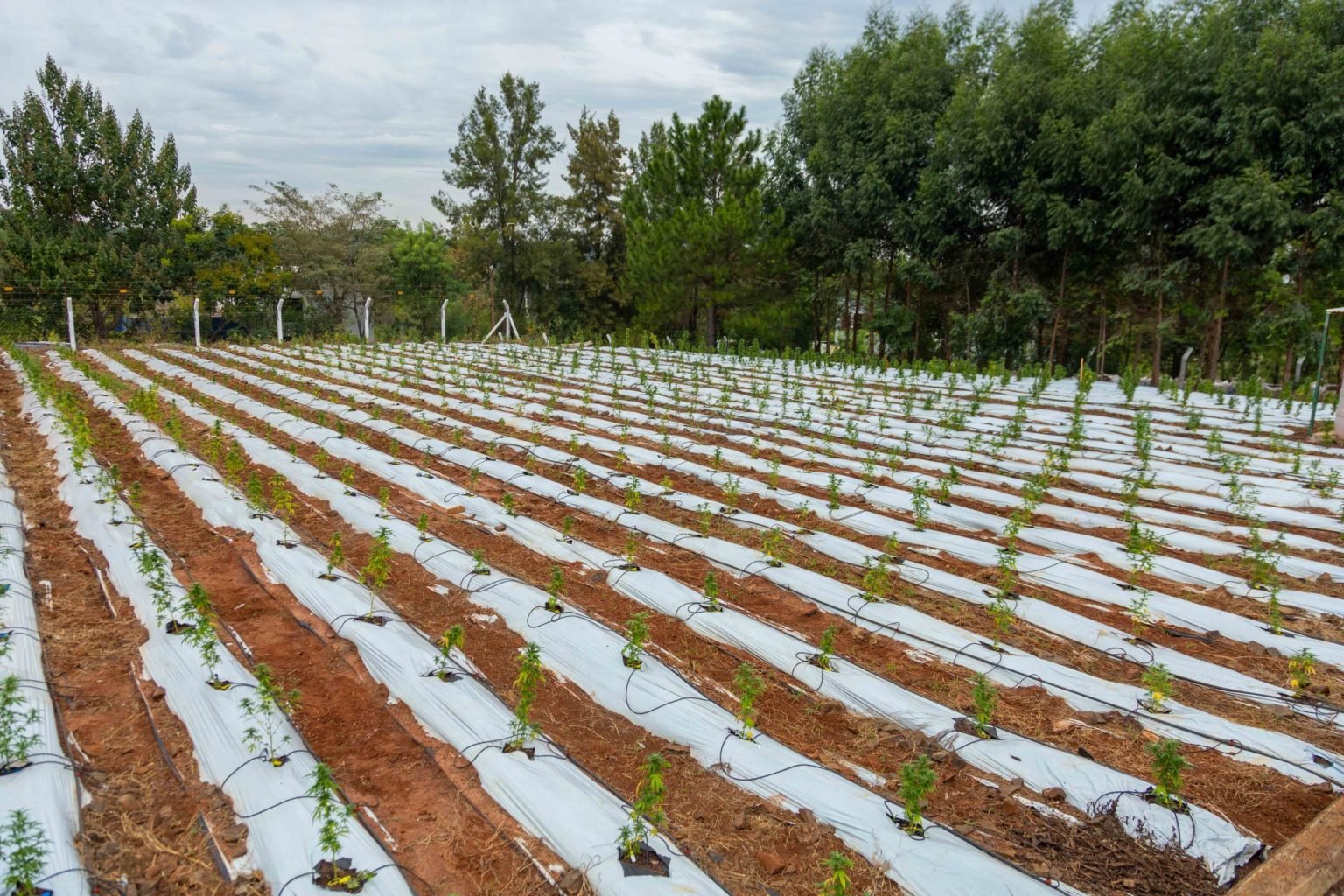 Biofábrica Misiones: Inicia una nueva etapa en la producción del cannabis medicinal