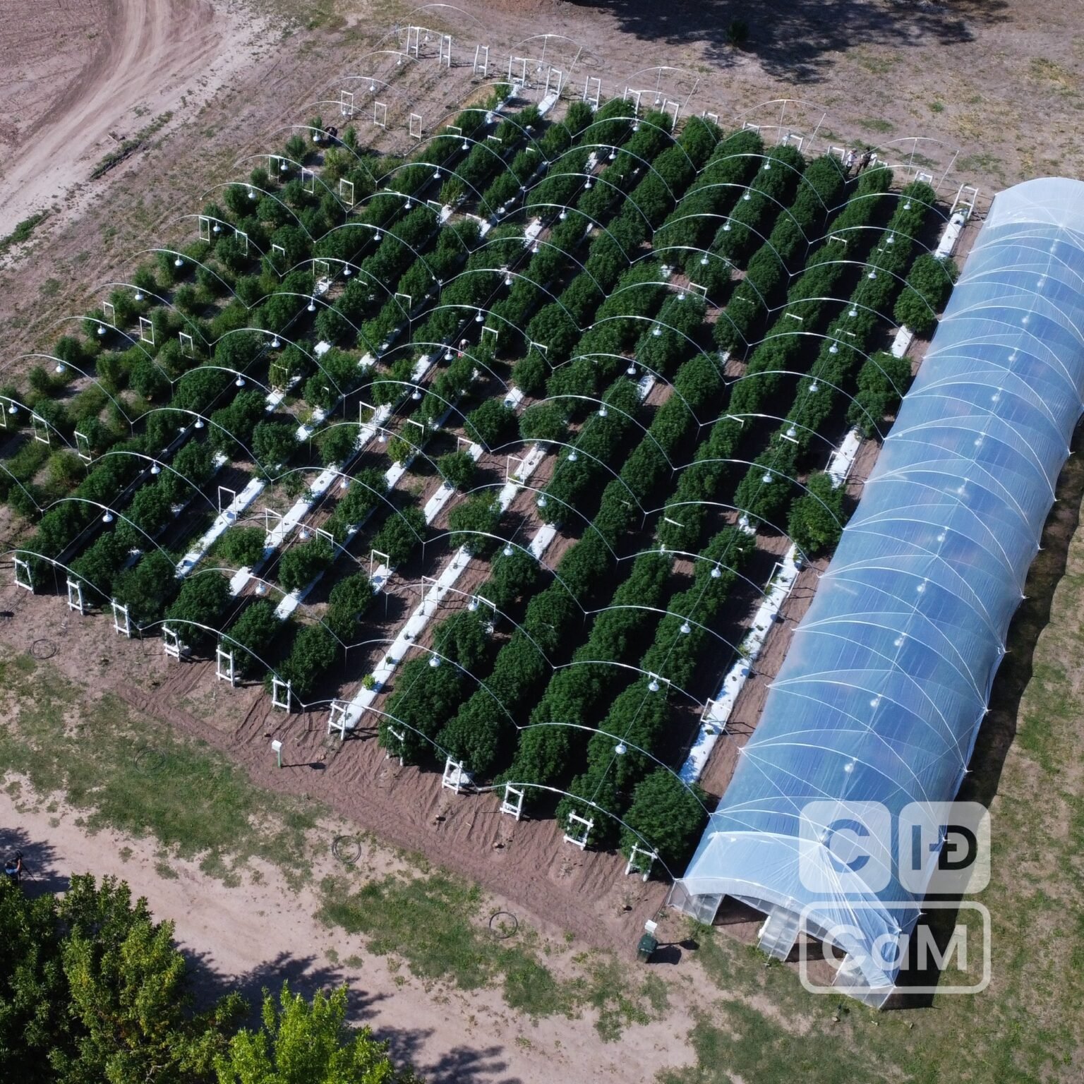 Se cumplió un año del inicio del cultivo de cannabis medicinal a campo en el CIDCaM