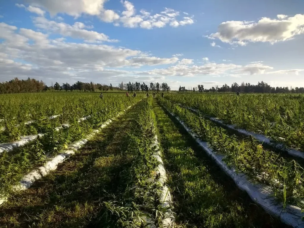Las claves del cierre de la planta de cannabis medicinal más grande de América Latina