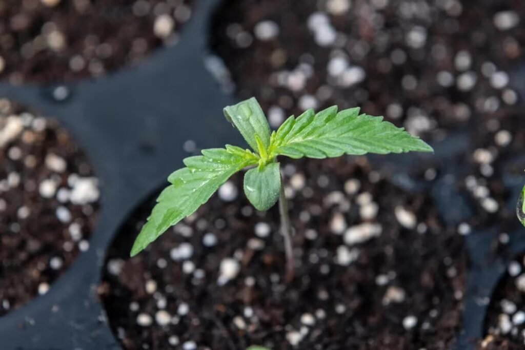 El Ministerio de Salud de la Nación comienza a habilitar las primeras ONGs con Reprocann