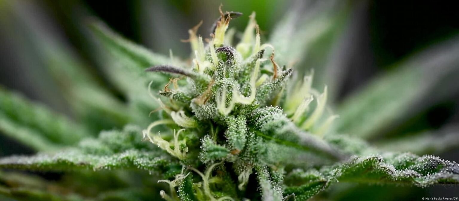 Zelenski pide legalizar el cannabis medicinal para ayudar a los ucranianos a «soportar el estrés de la guerra»