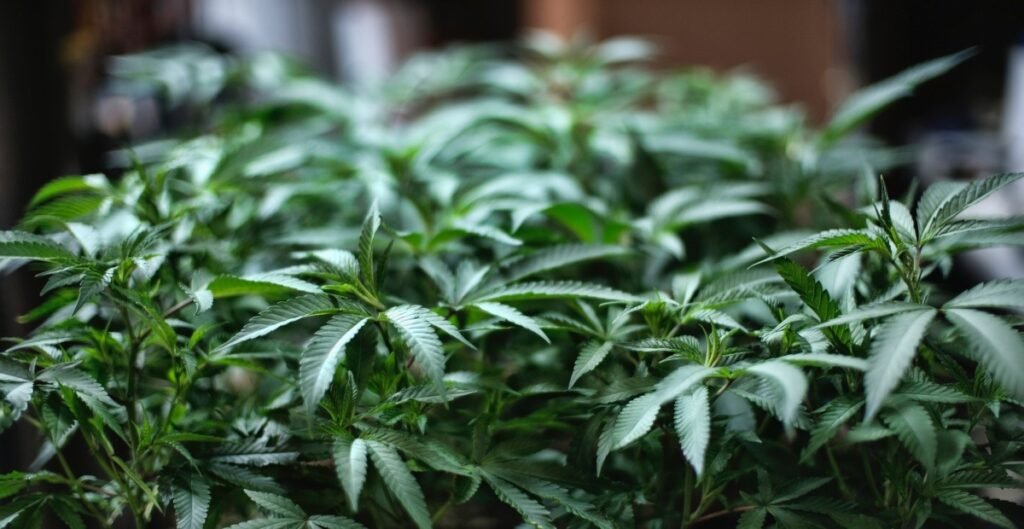 Se publicó en el Boletín Oficial la reglamentación de la Ley de cannabis medicinal y cañamo industrial