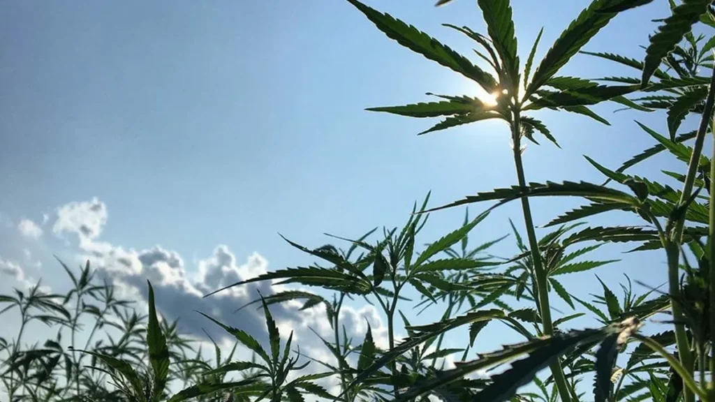 Abren 11 consultorios de cannabis medicinal en centros de salud públicos rosarinos