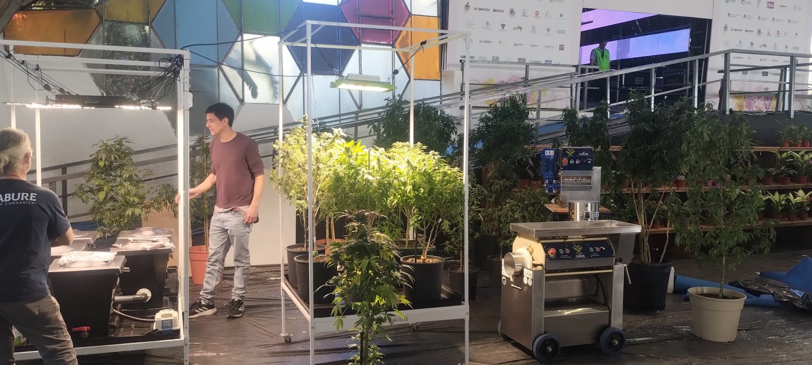 Argentina Por Primera Vez, el Cannabis Estuvo Presente en la Fiesta