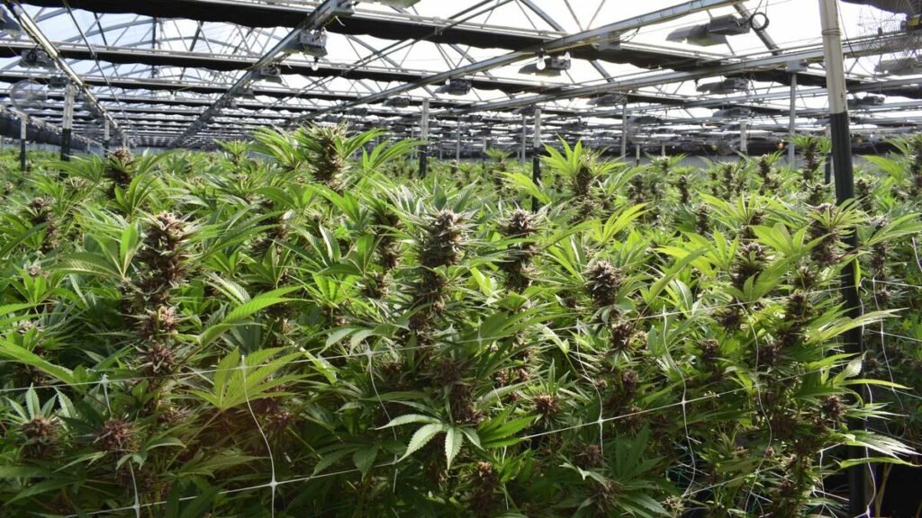 Marruecos dio 609 licencias de cultivo, comercio y exportación de cannabis legal en 2023
