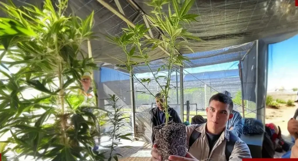Diplomatura en Cultivo e Industrialización de Cannabis: más de 150 inscriptos en el curso organizado por Agrogenética Riojana