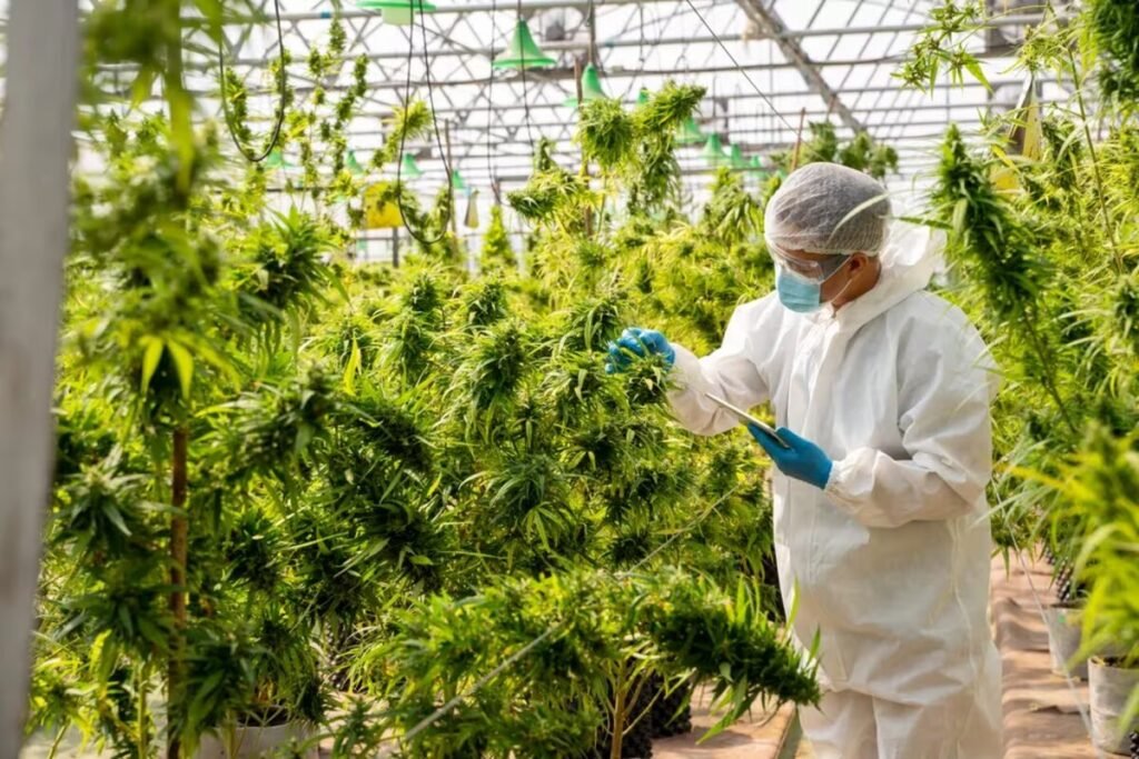 La FDA recomendó la reclasificación del cannabis como droga y avaló su respaldo científico para uso médico