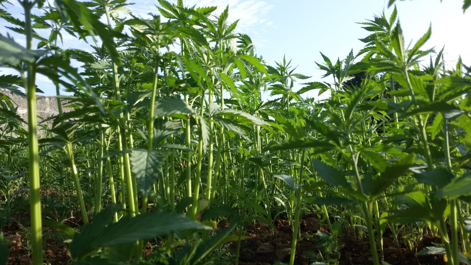 Ghana reguló la producción de cáñamo