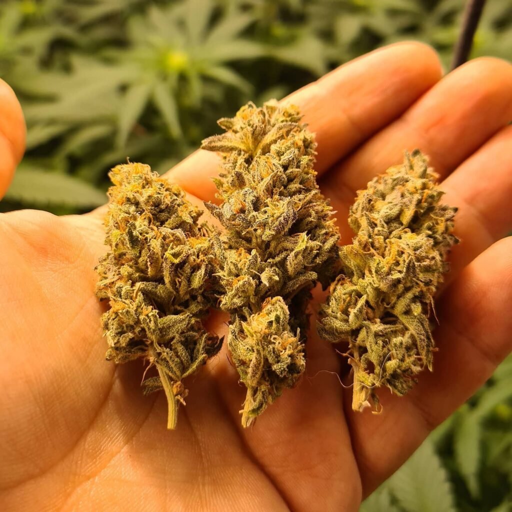 Educación Cannábica: ¿Cómo es el curso para aprender sobre cannabis?