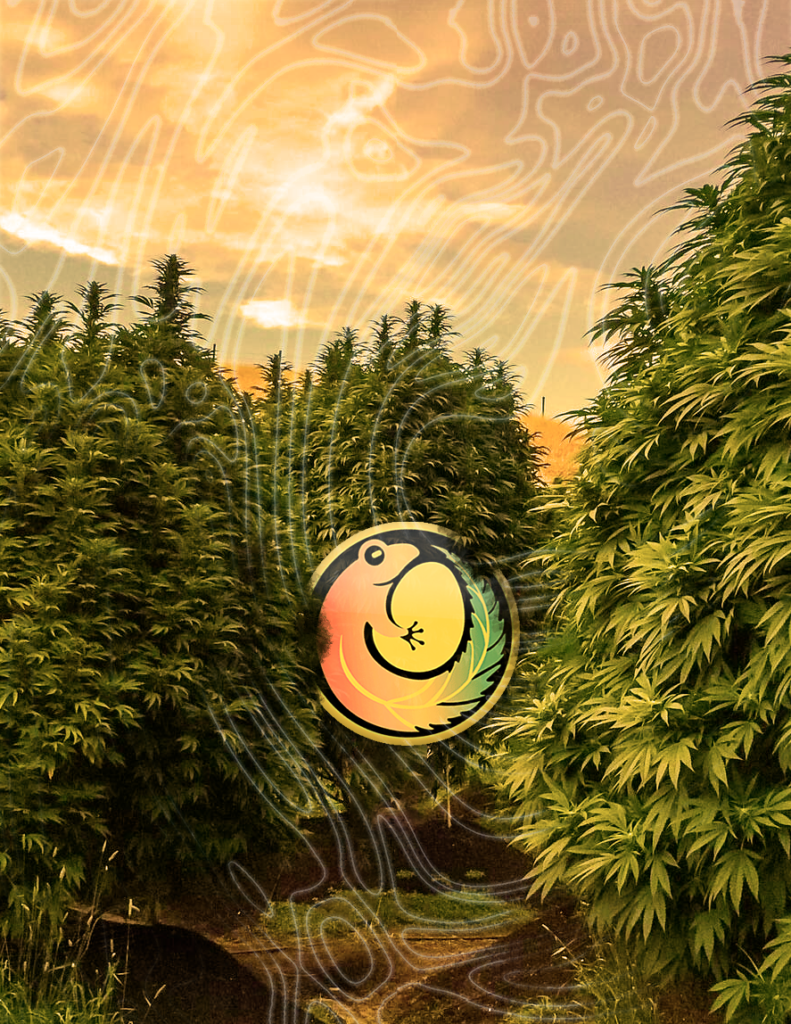 Anfibio Semillas, una apuesta a la industria nacional