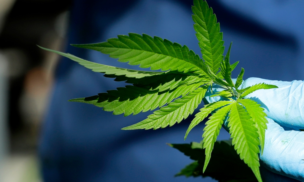 Canadá: la legalización del cannabis generó una disminución en el consumo de alcohol