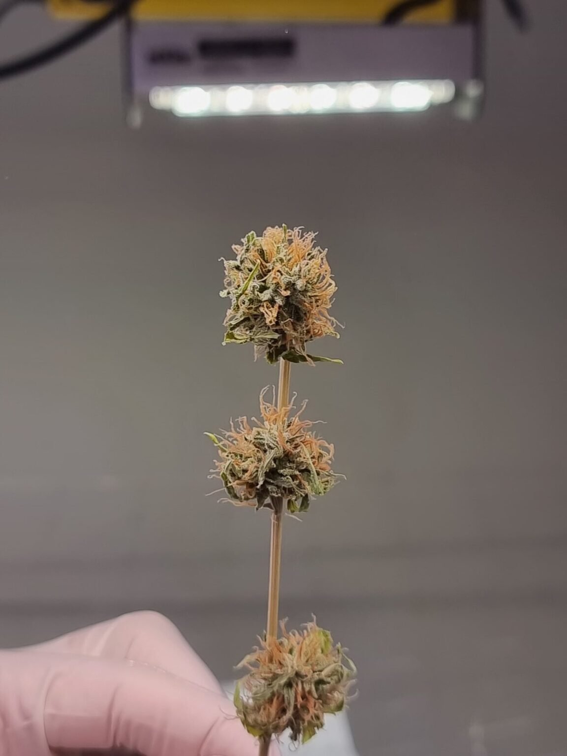 Universidad Nacional de La Plata: realizarán un posgrado universitario sobre cannabis y salud