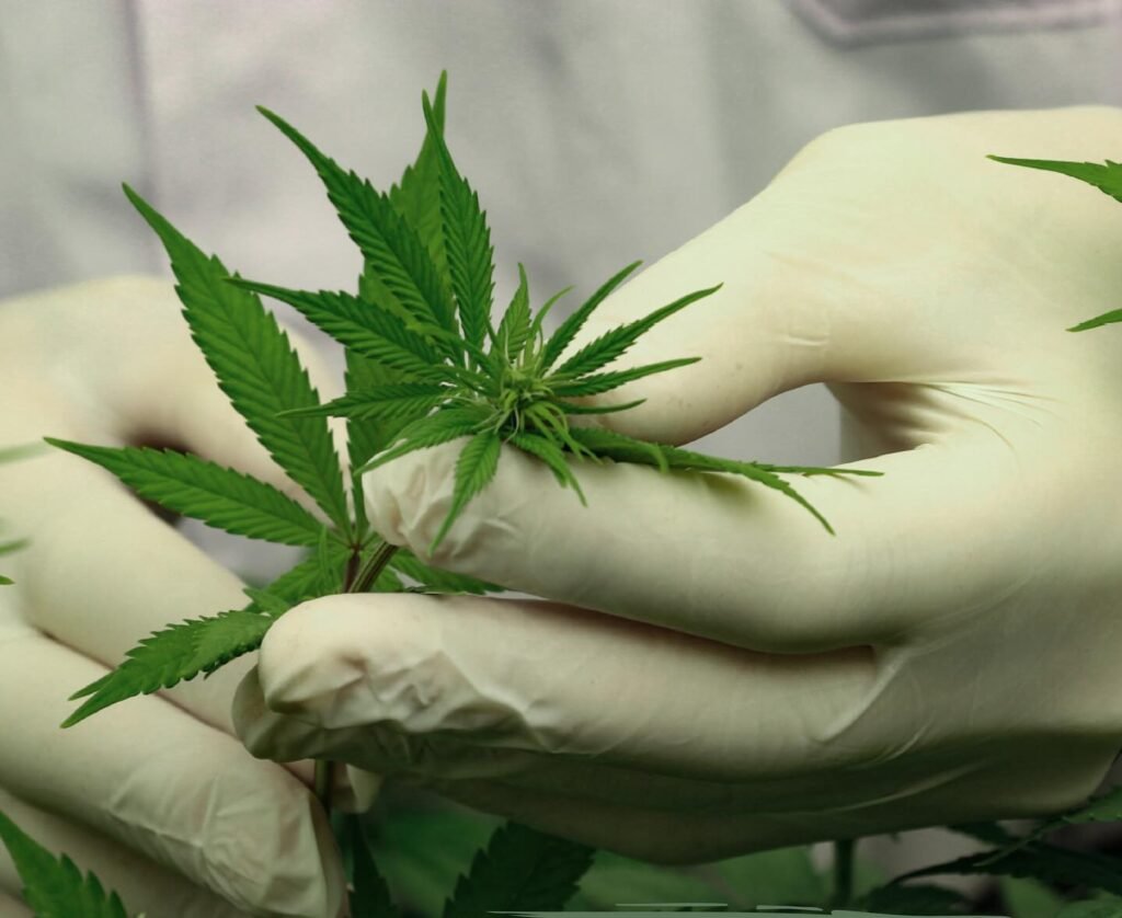 Profesionales de la salud en Misiones se capacitarán sobre cannabis medicinal