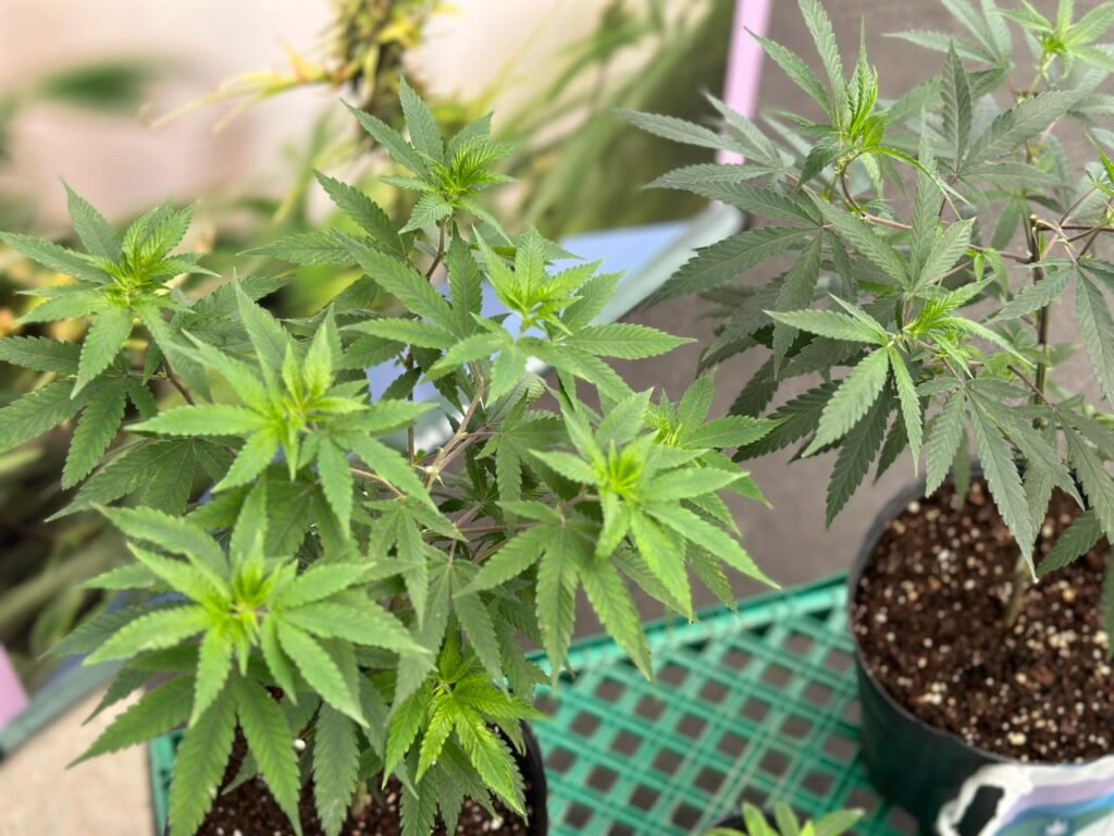 No va más. El gobierno eliminó una mesa de trabajo sobre cannabis a cargo de SENASA