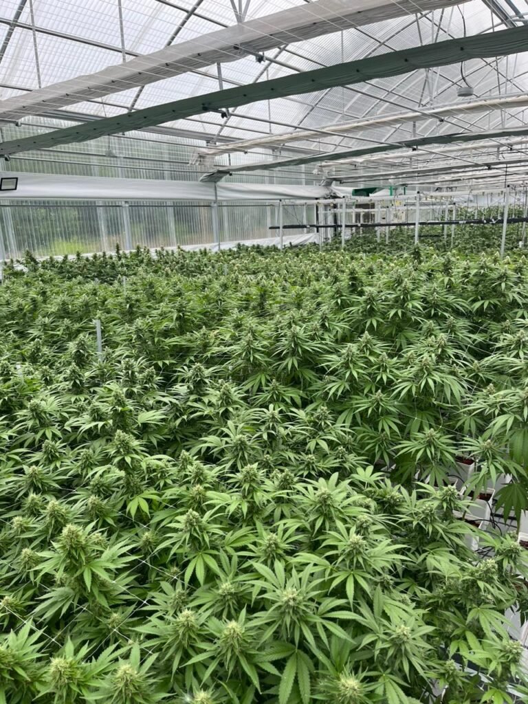 Botanicanns es la primera empresa privada de Argentina en certificar bajo las normas de la OMS y podrá exportar a Europa