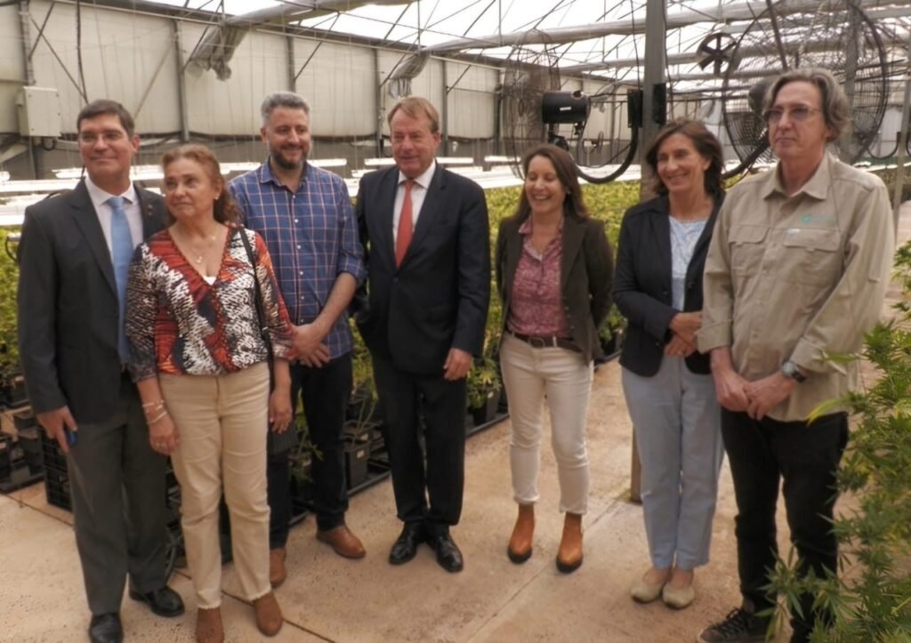 Alemania busca importar 30 toneladas de cannabis medicinal por año desde Misiones