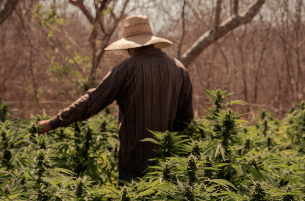 Qué hace un Ingeniero Agrónomo y por qué es importante para el sector cannábico