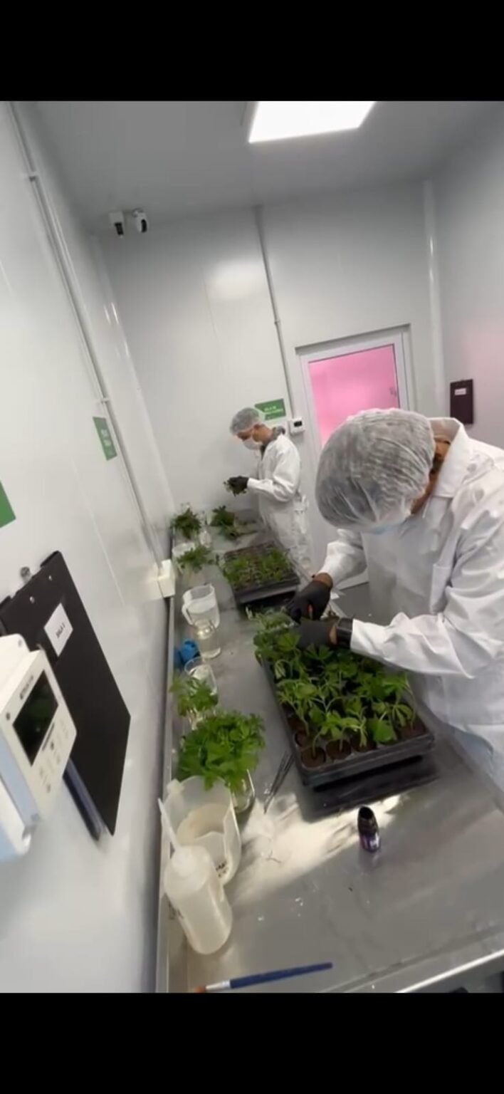 Clones de cannabis de indoor: la importancia y los beneficios de contar con la certificación de Buenas Prácticas Agrícolas