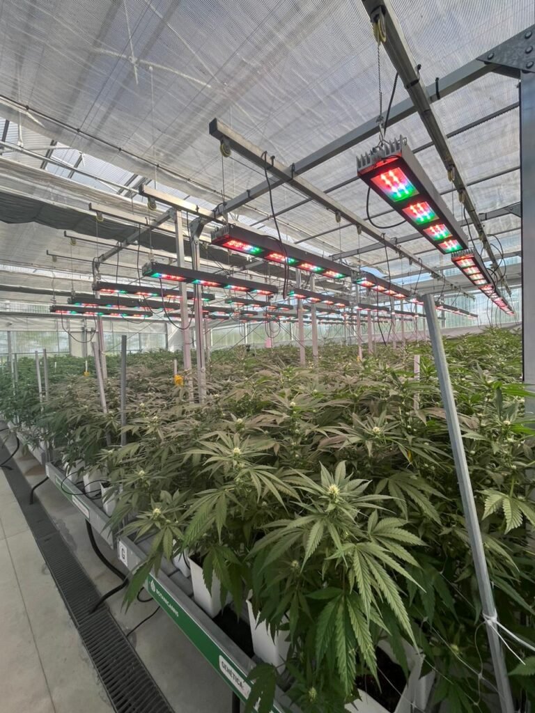 Se conformó la Cámara Industrial de Cannabis y Cáñamo. «No se puede obstaculizar más el desarrollo industrial del sector»