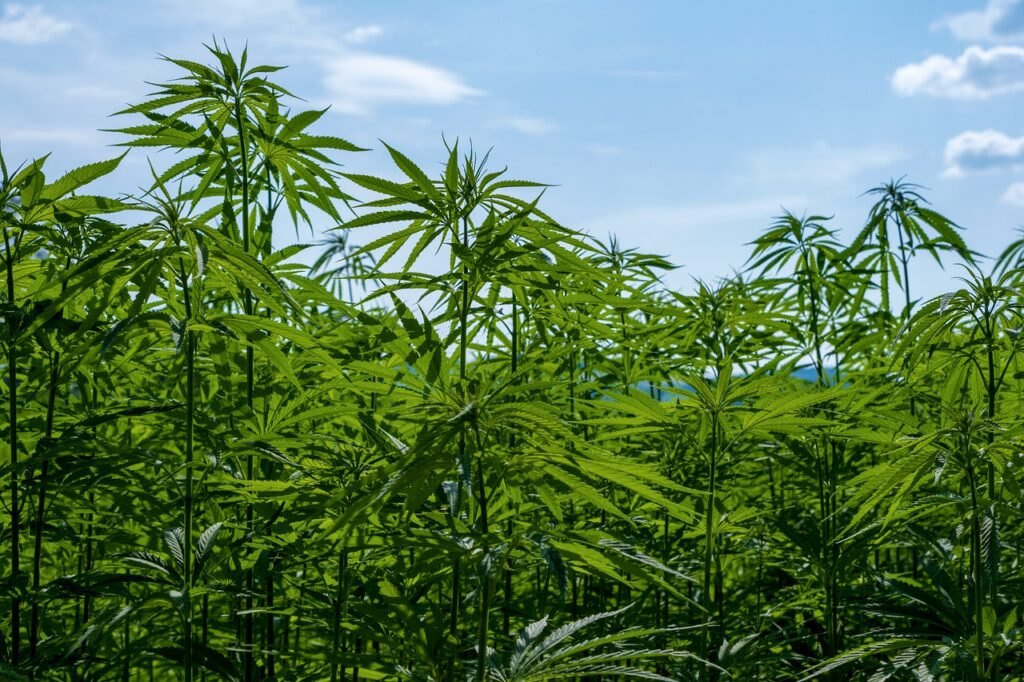 La Justicia en Brasil permite el cultivo de cáñamo