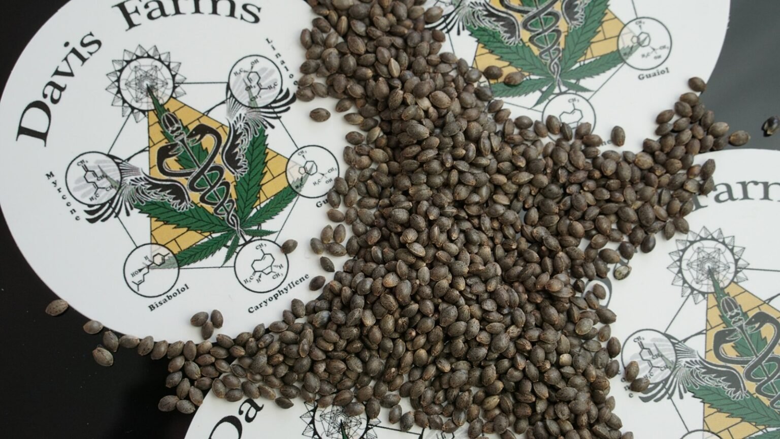 Producción de semillas de cáñamo: Ananda Pampa y Davis Farms of Oregon avanzan en un programa de mejoramiento genético