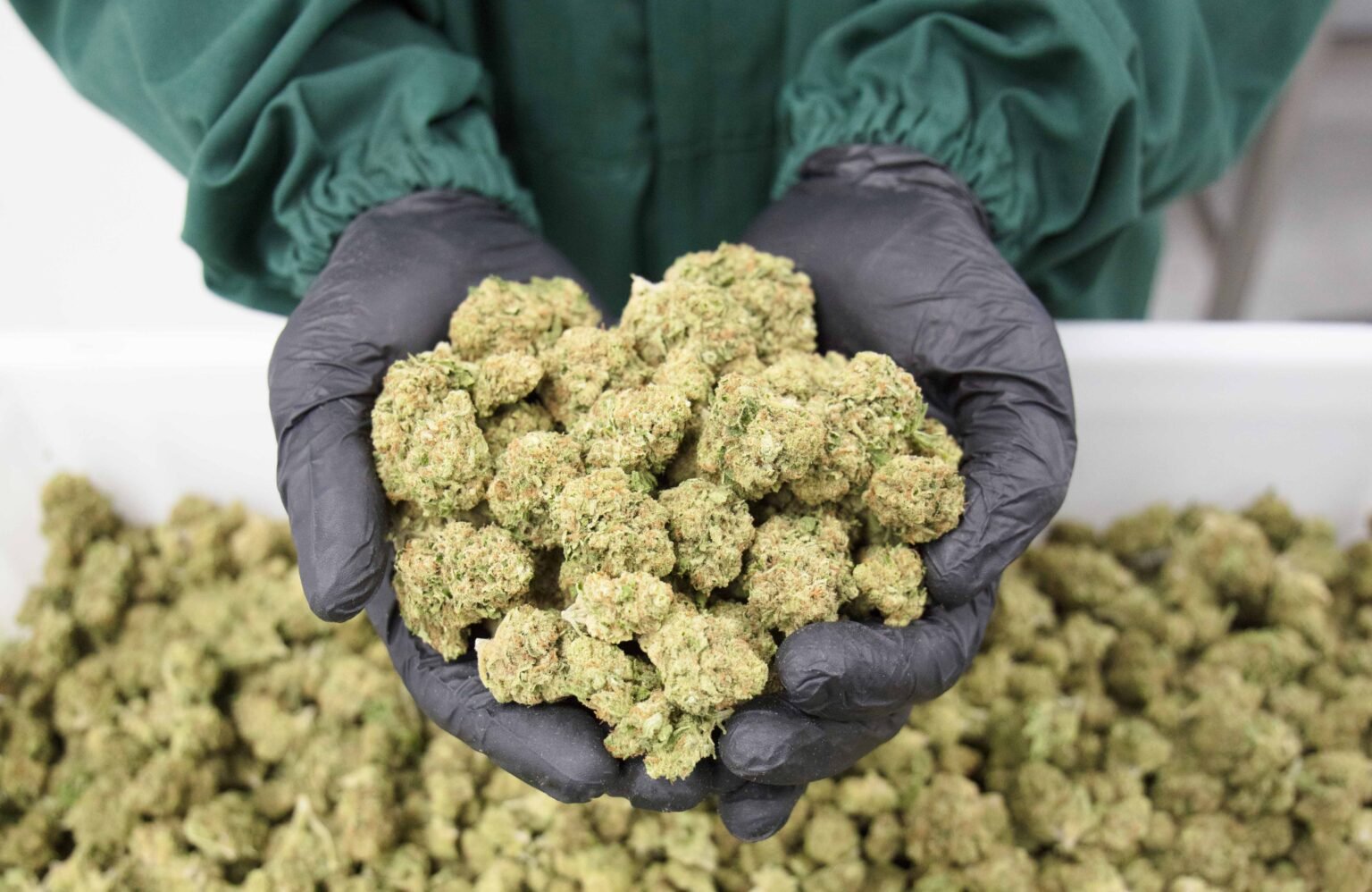 Alemania: se cuadriplicó la compra de flores de cannabis para elaborar productos medicinales