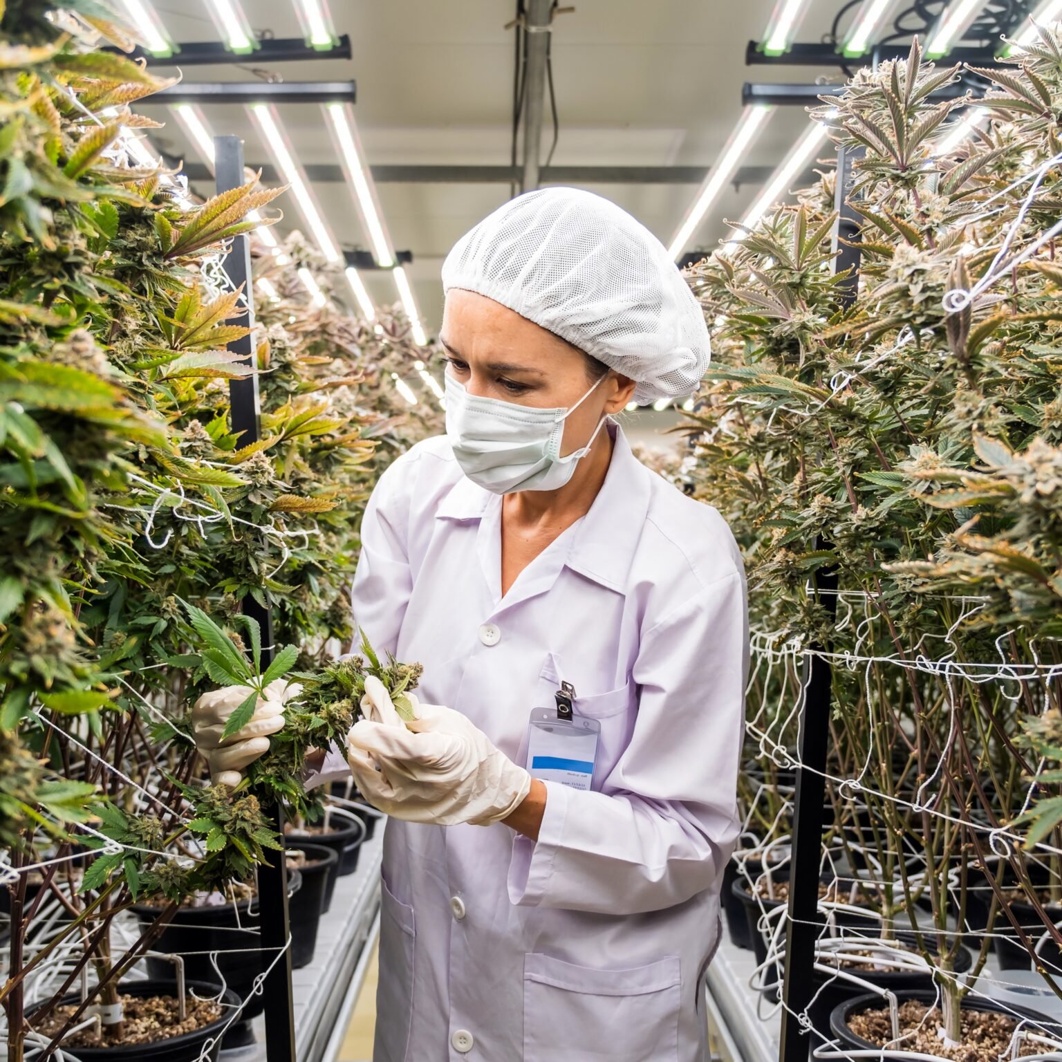 Nueva York: el gobierno junto a los sindicatos capacitará a los trabajadores de la industria del cannabis