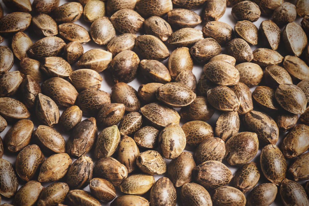 ARICCAME e INASE, una pelea entre organismos fuerza el cierre de más de 800 empresas