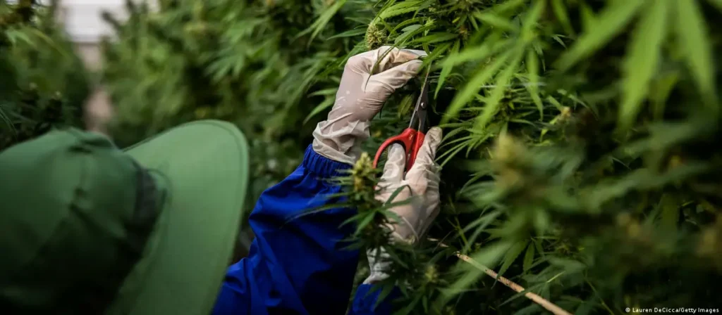 Brasil: empresas y organizaciones podrán cultivar cannabis con fines científicos y medicinales