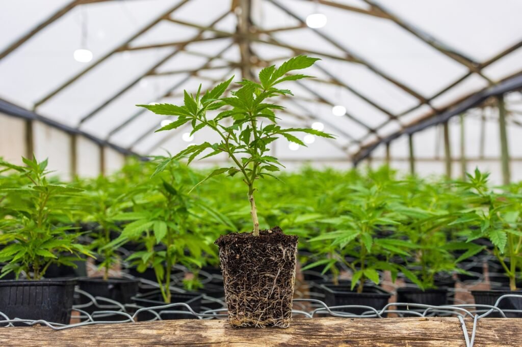 INASE: vencen los permisos para trabajar con cannabis, ¿qué pasará con los criaderos?