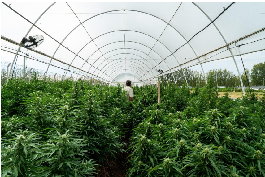 Desarrollo del cannabis medicinal en Río Negro: ciencia, militancia y trabajo colectivo